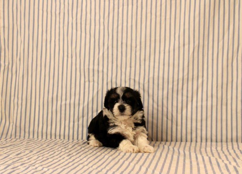 puppy, for, sale, Maltipoo, Matthew B. Stoltzfus, dog, breeder, Gap, PA, dog-breeder, puppy-for-sale, forsale, nearby, find, puppyfind, locator, puppylocator, aca